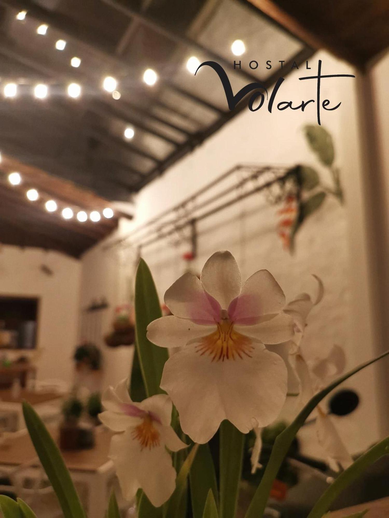 Volarte Hostal Jardin Zewnętrze zdjęcie
